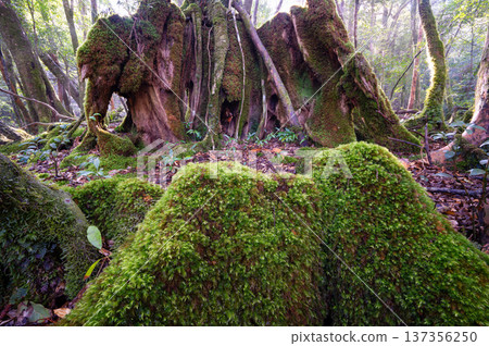 Japan's most beautiful moss forest: Yakushima National Park (Winter) Japan's most beautiful moss forest: Yakushima National Park (Winter) 137356250