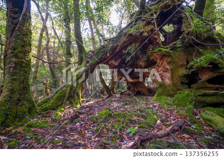 Giant Yakusugi stump, Yakushima National Park (winter) Giant Yakusugi stump, Yakushima National Park (winter) 137356255