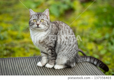 Domestic shorthair cat with tabby markings looking at viewer outdoors Domestic shorthair cat with tabby markings looking at viewer outdoors 137356403