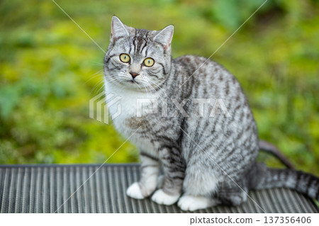 Adorable european shorthair tabby cat sitting outdoors looking at camera 137356406
