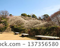 Plum grove at Nakayama Kannon Park 137356580