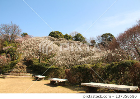 中山觀音公園的梅林 137356580