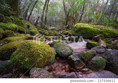 The most beautiful moss valley in Japan: Yakushima National Park (Winter) The most beautiful moss valley in Japan: Yakushima National Park (Winter) 137356611