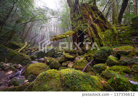 The most beautiful moss valley in Japan: Yakushima National Park (Winter) The most beautiful moss valley in Japan: Yakushima National Park (Winter) 137356612