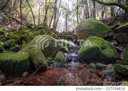 日本最美的苔蘚谷:屋久島國立公園(冬季) 日本最美的苔蘚谷:屋久島國立公園(冬季) 137356619