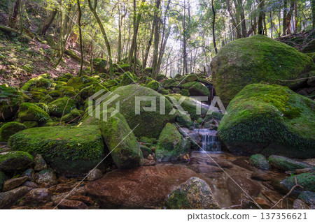 日本最美的苔蘚谷：屋久島國立公園（冬季） 137356621