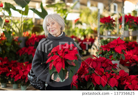 Senior woman buy potted flowering poinsettia plant in shop 137356625