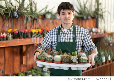 Guy employee of garden center is busy working with plants, potted cactus Guy employee of garden center is busy working with plants, potted cactus 137356641