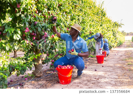 African male gardener picking plums from tree African male gardener picking plums from tree 137356684