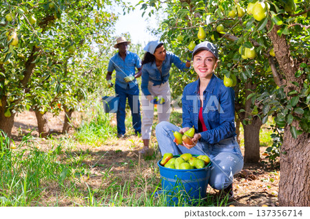 Successful young female gardener showing harvested pears in orchard 137356714