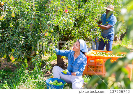 Asian female farmer harvesting ripe pears in orchard Asian female farmer harvesting ripe pears in orchard 137356743