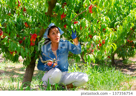 Asian woman plucks fig peaches from a tree 137356754