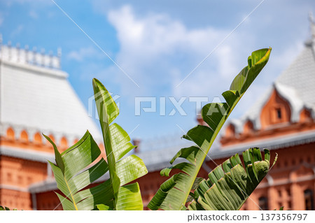 Green banana leaves framing State Historical Museum on clear sky day in Moscow 137356797