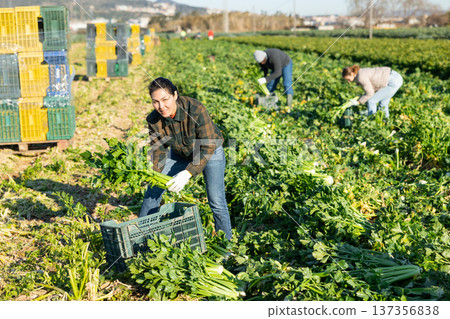 Happy Asian female farmer harvesting celery on vegetable plantation 137356838