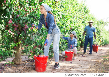 Young female gardener during harvesting of plums at garden 137356845