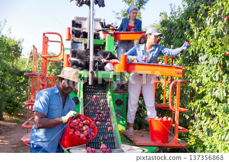 Harvesting plums on a sorting machine at orchard Harvesting plums on a sorting machine at orchard 137356868