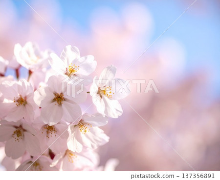 Cherry blossoms in full bloom against the blue spring sky. Cherry blossom viewing. Spring scenery. 137356891
