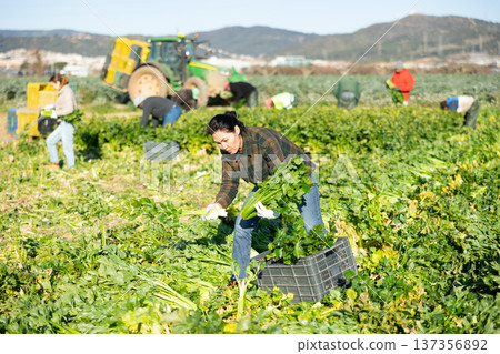 Woman engaged in cultivation of organic vegetables, arranging crop of ripe celery in boxes on field 137356892