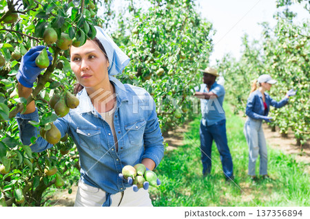 Woman farmer picking ripe pears in orchard 137356894