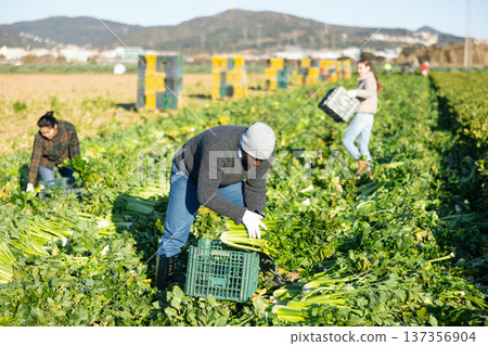 African American worker harvesting celery on farm plantation in spring African American worker harvesting celery on farm plantation in spring 137356904