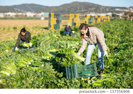 Woman harvesting celery on vegetable field 137356906