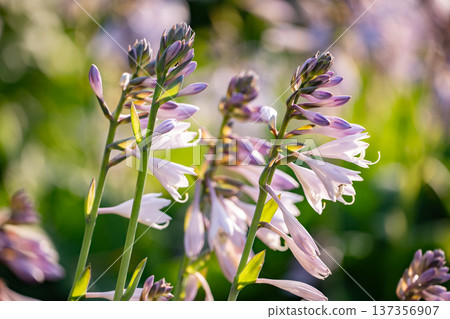 Hosta flowers blooming in a natural garden environment during summer Hosta flowers blooming in a natural garden environment during summer 137356907