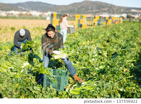 Asian woman farm worker harvesting celery on field in spring 137356922