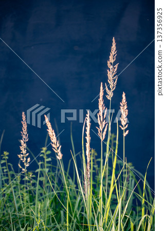 Tall dry grass against a dark blue background, natural plant life showing summer growth 137356925