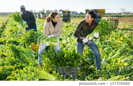 Cheerful international team of farm workers harvesting celery Cheerful international team of farm workers harvesting celery 137356980