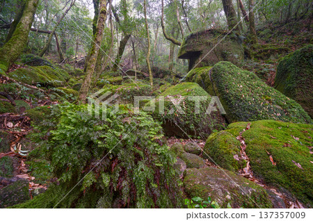 日本最美的苔蘚覆蓋巨石:屋久島白谷雲水峽(冬季) 日本最美的苔蘚覆蓋巨石:屋久島白谷雲水峽(冬季) 137357009