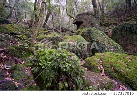 The most beautiful moss-covered giant rock in Japan: Yakushima Shiratani Unsuikyo Gorge (Winter) 137357010