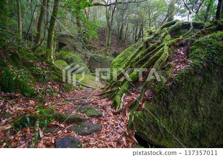 日本最美的苔蘚覆蓋巨石：屋久島白谷雲水峽（冬季） 137357011