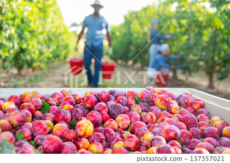 Image of ripe recently harvested plums in a crate 137357021