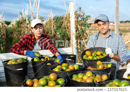 Farm workers loading buckets of harvested tomatoes into truck on plantation 137357023
