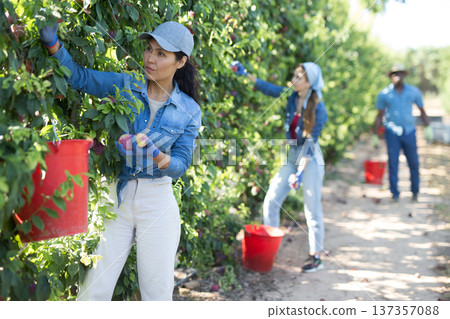 Focused asian female farmer plucks ripe plums from a tree Focused asian female farmer plucks ripe plums from a tree 137357088