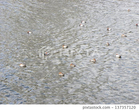 A wigeon swimming at the mouth of the Hanami River A wigeon swimming at the mouth of the Hanami River 137357120