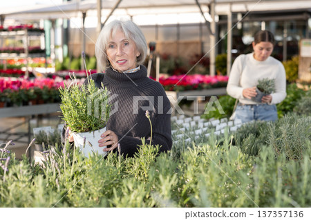Mature woman choosing lavender bush 137357136