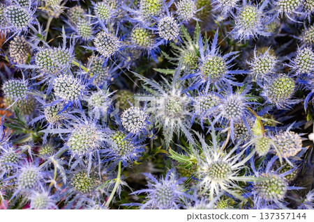Blue eryngium sea holly flowers creating a natural textured floral background 137357144