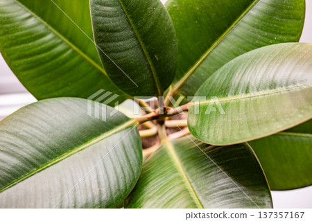 Rubber plant green leaves growing, natural botanical foliage, overhead view 137357167