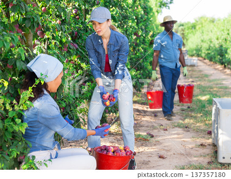 Young female gardener harvesting ripe red plums 137357180