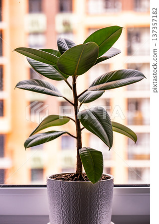Rubber plant Ficus elastica growing in pot on windowsill in urban apartment Rubber plant Ficus elastica growing in pot on windowsill in urban apartment 137357182