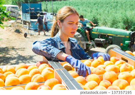 Woman in outdoor peach warehouse Woman in outdoor peach warehouse 137357195