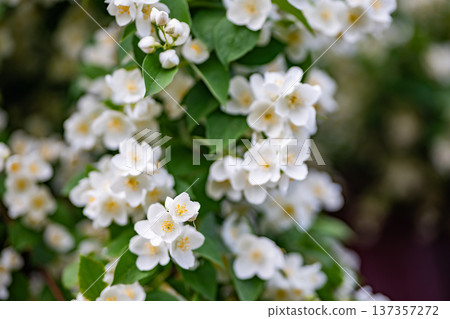 White jasmine flowers blooming on a shrub, symbolizing freshness, purity, and nature 137357272
