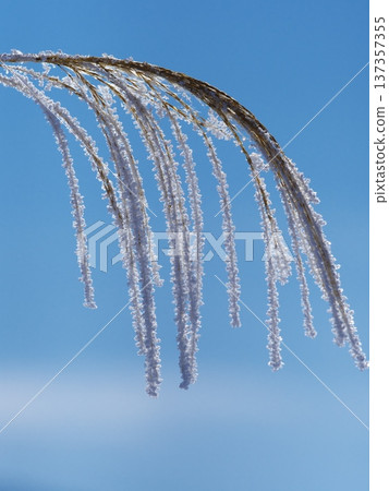 覆蓋著霜凍的日本蒲葦挺立在千曲川的雪原上 覆蓋著霜凍的日本蒲葦挺立在千曲川的雪原上 137357355