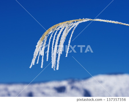 Mire-frosted Japanese pampas grass standing on the snowy fields of the Chikuma River Mire-frosted Japanese pampas grass standing on the snowy fields of the Chikuma River 137357356