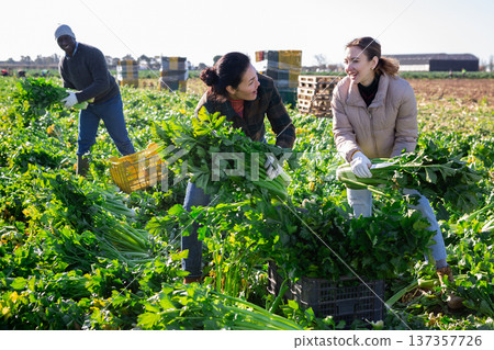 Cheerful international team of farm workers harvesting celery 137357726