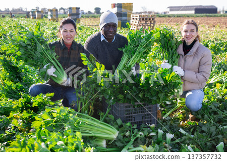 Multiethnic people squatting on celery field with crop 137357732