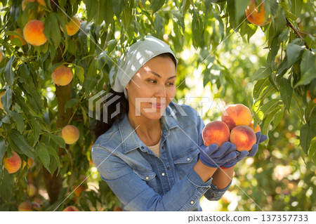 Successful Asian female farmer showing harvested ripe peaches Successful Asian female farmer showing harvested ripe peaches 137357733