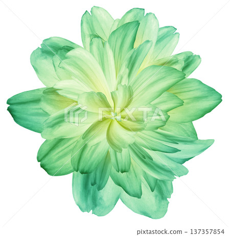 Flower dahlia. Isolated on a white background. Close-up. without shadows. For design. Flower dahlia. Isolated on a white background. Close-up. without shadows. For design. 137357854