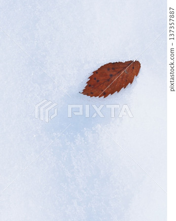 一片枯葉飄落在千曲川的雪地。 137357887